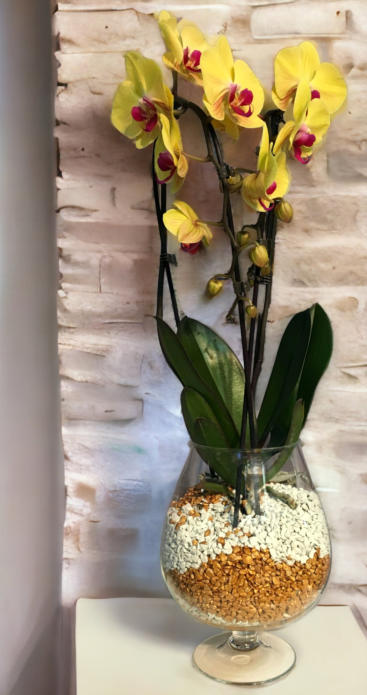 Colomi Orchideensubstrat im Glasmit 12 Blüten an einer Phalaneopsis Orchidee