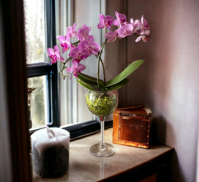 Colomi Orchideensubstrat im Glas mit Phalaneopsis und Wurzelbildung