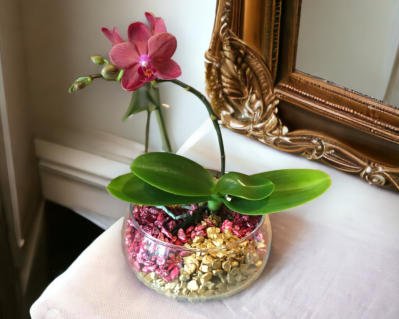 Colomi Orchideengranulat im Detail
