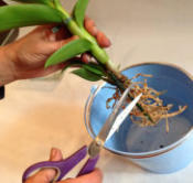 Die Bilder zeigen wie man Orchideen im Colomi Orchideensubstrat in ein Glasgefäß richtig einpflanzt