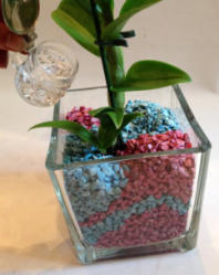 Die Bilder zeigen wie man Orchideen richtig in ein Glasgefäß mit Colomi Substrat einpflanzt