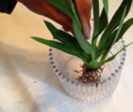 Die Bilder zeigen wie Orchideen im Colomi Orchideensubstrat in einem Orchitop eingepflanzt werden.