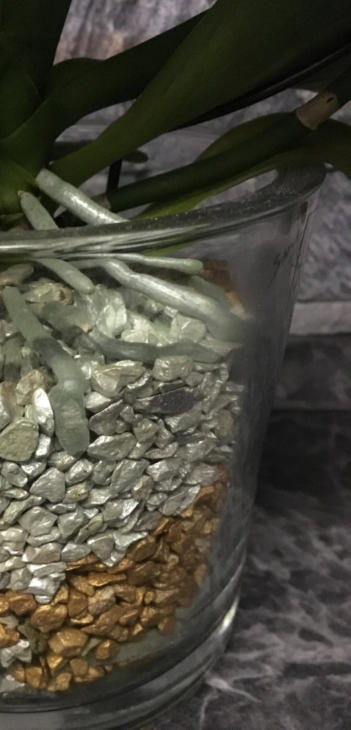 Colomi Orchideensubstrat eignet sich auch als Hydrokultur