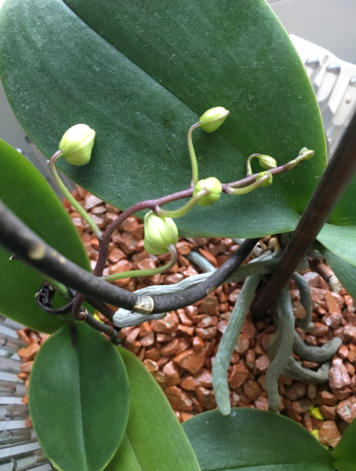 Colomi Orchideensubstrat eignet sich auch als Hydrokultur