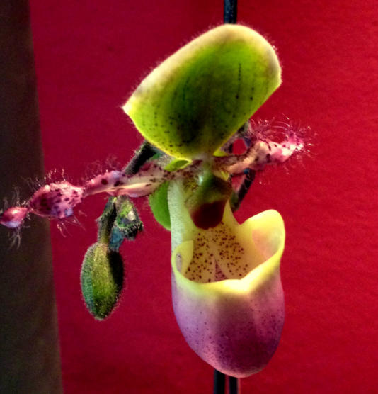 Colomi Orchideensubstrat eignet sich auch als Hydrokultur