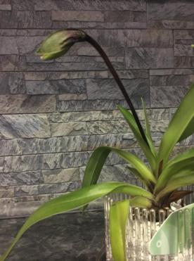 Colomi Orchideensubstrat eignet sich auch als Hydrokultur