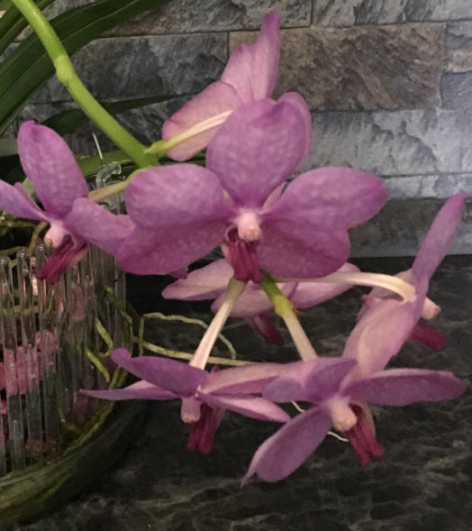 Colomi Orchideensubstrat eignet sich auch als Hydrokultur