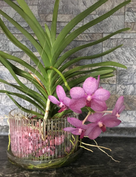 Colomi Orchideensubstrat eignet sich auch als Hydrokultur