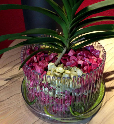 Colomi Orchideensubstrat eignet sich auch als Hydrokultur