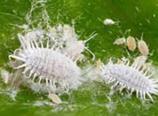 Wollläuse in der Vergrößerung