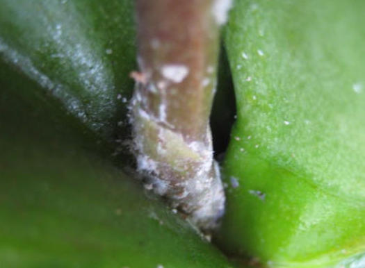 Wolllausbefall am Blütenstengel