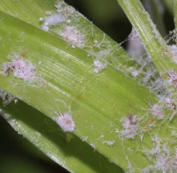 Wollläuse auf einer Catlleya