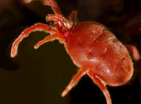 Wolllausbefall am Blütenstengel