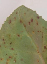 Cyclamenmilben auf einem Blatt