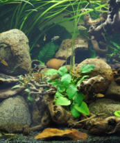Wachstum im Aquariumbecken mit unserem Aquarienboden