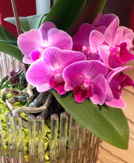 Blühende Phalaenopsis im Orchitop mit Colomi Orchideengranulat
