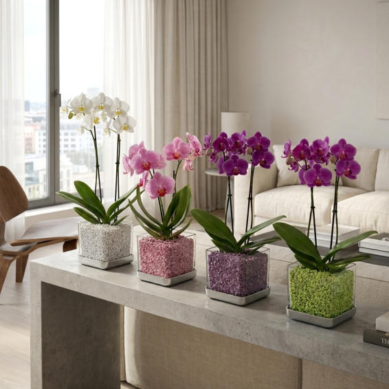 Orchideen mit unterschiedlichen Colomi Farben in transparenten Pflanzgefäßen