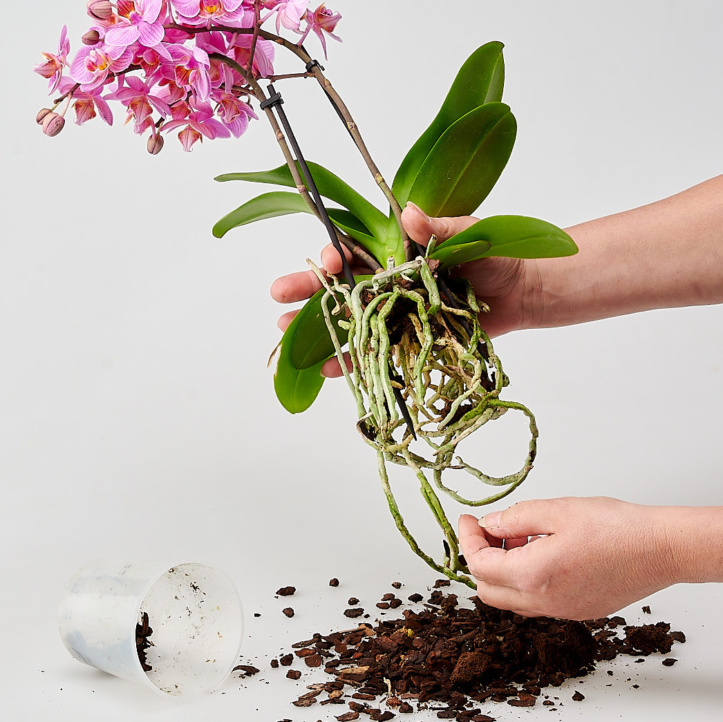 Altes Substrat von den Phalaenopsis-Wurzeln lösen
