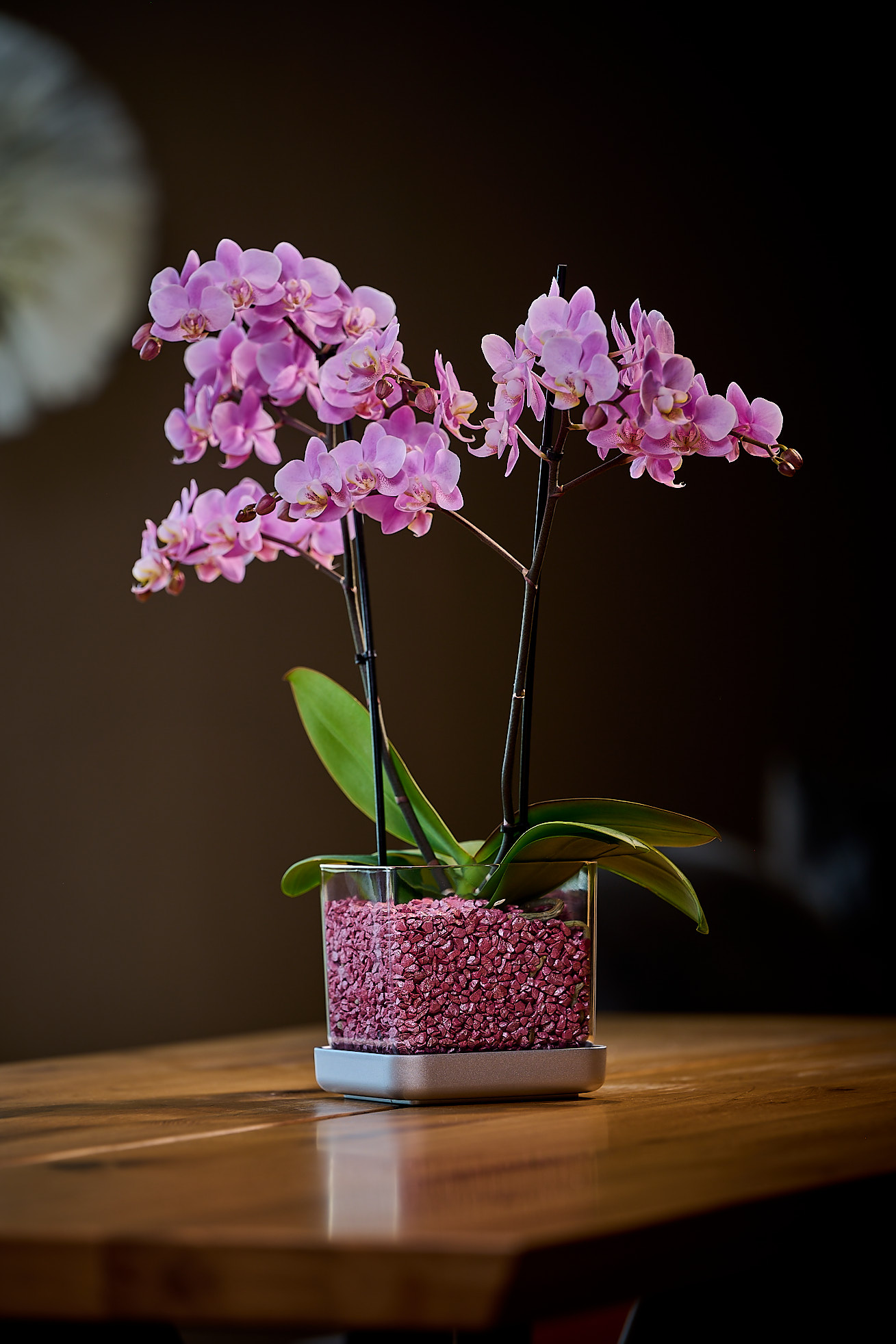 Blühende Phalaenopsis in Colomi – Aufnahme aus unserer Langzeitkultur