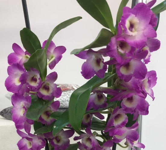 Dendrobium Blüte