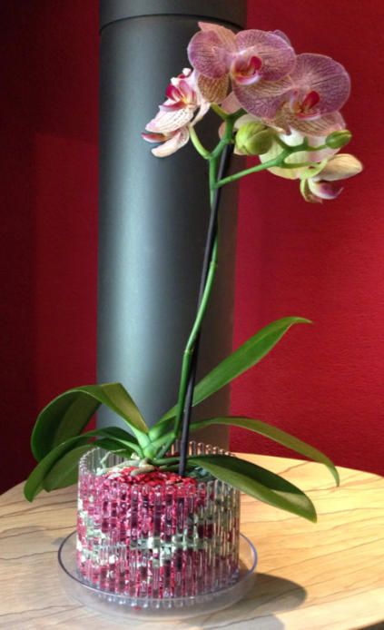 Colomi Orchideensubstrat im Orchitop mit Phalaneopsis und 8 Blüten