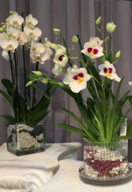 Detailansichten vom Wachstum verschiedener Orchideen im Colomi Pflanzensubstrat für Orchideen