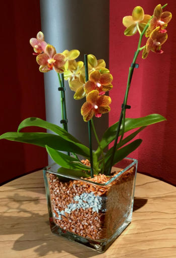 Beispiel Bilder von verschieden Orchideen in Glasgefäßen und Orchitop mit Colomi Orchideensubstrat