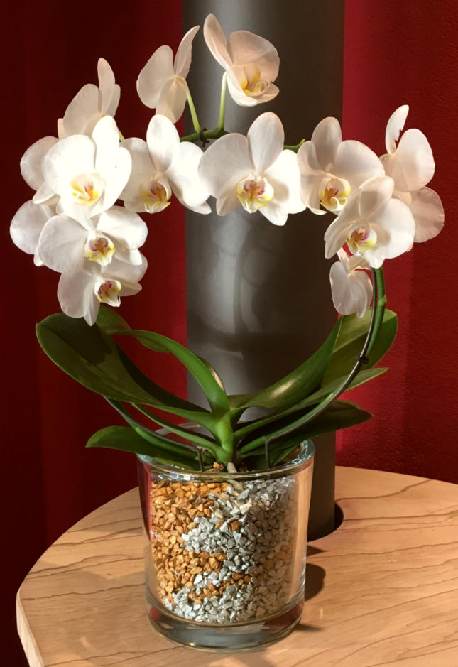 Beispiel Bilder von verschieden Orchideen in Glasgefäßen und Orchitop mit Colomi Orchideensubstrat