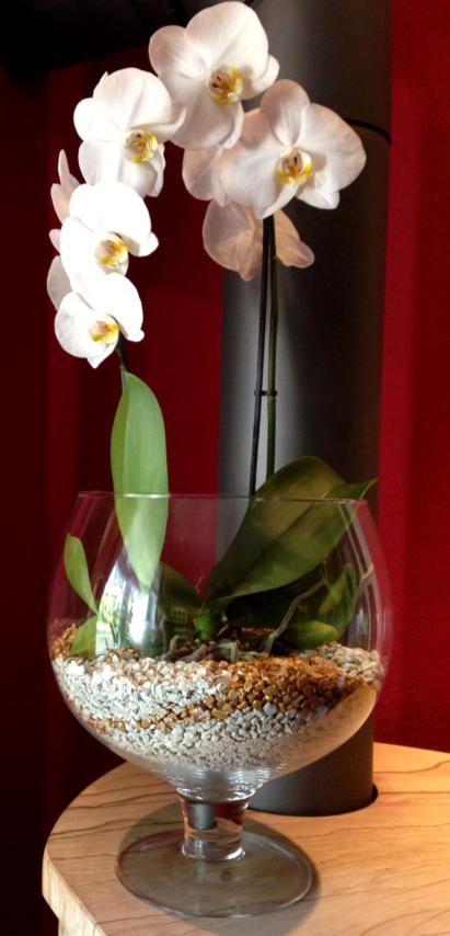 Beispiel Bilder von verschieden Orchideen in Glasgefäßen und Orchitop mit Colomi Orchideensubstrat