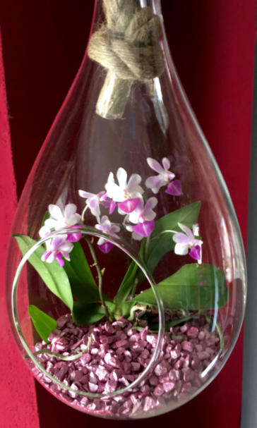 Beispiel Bilder von verschieden Orchideen in Glasgefäßen und Orchitop mit Colomi Orchideensubstrat