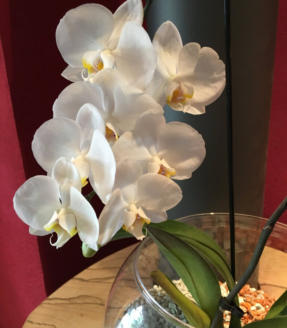 Beispiel Bilder von verschieden Orchideen in Glasgefäßen und Orchitop mit Colomi Orchideensubstrat