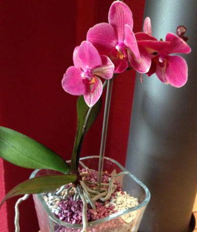 Beispiel Bilder von verschieden Orchideen in Glasgefäßen und Orchitop mit Colomi Orchideensubstrat