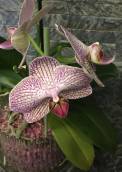 Phalaneopsis im Orchitop mit Colomi Substrat