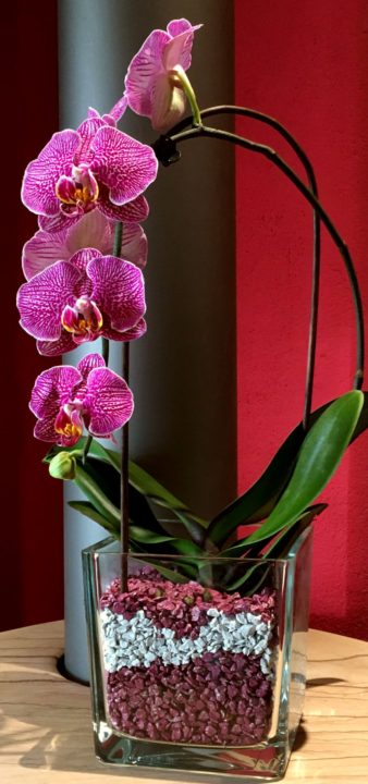 Die Bilder zeigen wie man Orchideen im Colomi Orchideensubstrat in ein Glasgefäß richtig einpflanzt