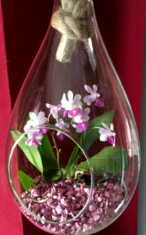 Colomi Orchideengranulat im Glastropfen