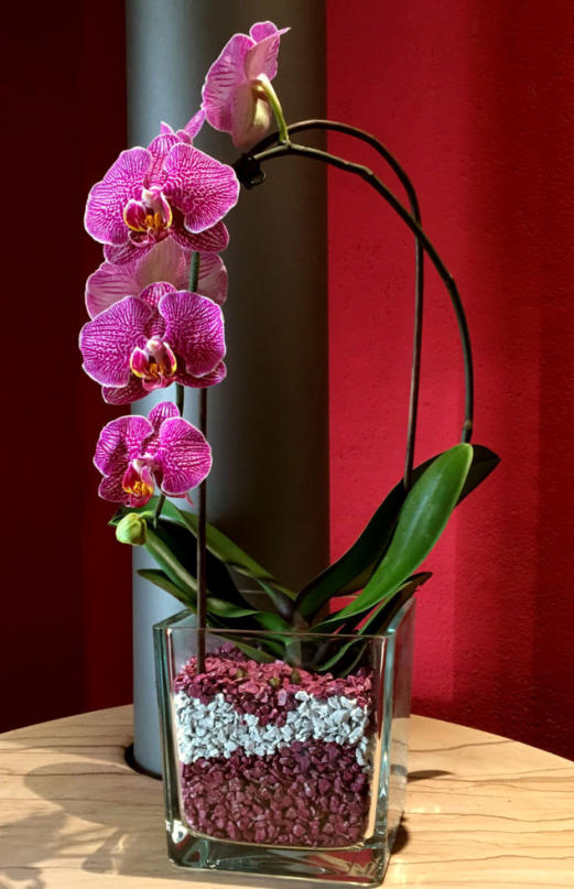 Colomi Orchideensubstrat im Glas