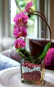 Colomi Orchideensubstrat im Glasmit 12 Blüten an einer Phalaneopsis Orchidee