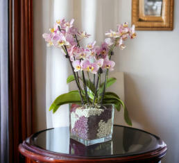 Colomi Orchideensubstrat im Glas mit Phalaneopsis und Wurzelbildung