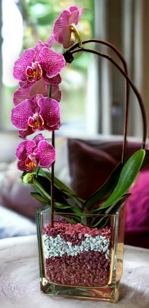 Colomi Orchideensubstrat im Glas mit einer Orchidee und 14 Blüten