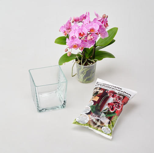 Colomi, Orchidee und Glasvase