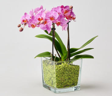 Umtopfen mit Colomi, die Hände bleiben sauber