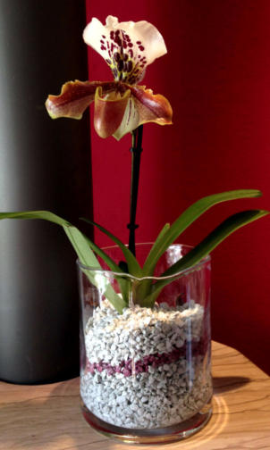 Frauenschuh im Substrat von Colomi 