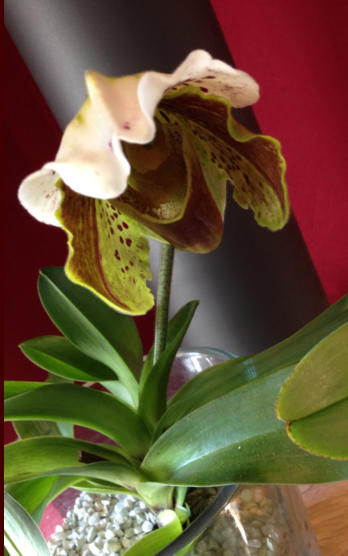 Frauenschuh im Substrat von Colomi 