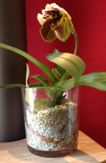 Frauenschuh im Substrat von Colomi 