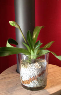 Frauenschuh im Substrat von Colomi 