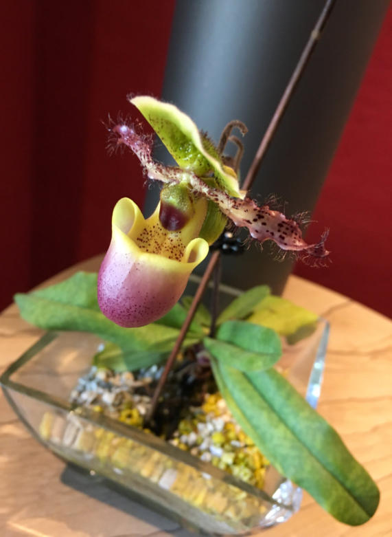 Frauenschuh im Substrat von Colomi 