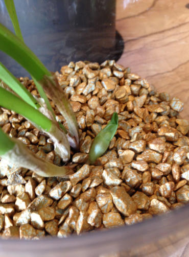 Wachstumsphase verschiedener Orchideen im Colomi