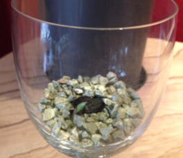 Wachstumsphase verschiedener Orchideen im Colomi