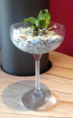 Wachstumsphase verschiedener Orchideen im Colomi