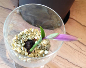 Wachstumsphase verschiedener Orchideen im Colomi